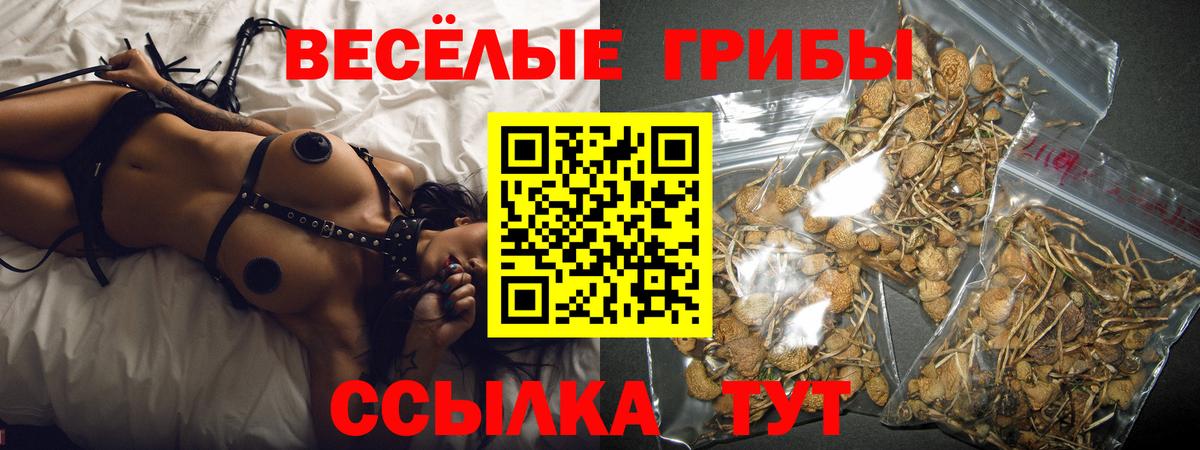 Галлюциногенные грибы Psilocybe Минеральные Воды